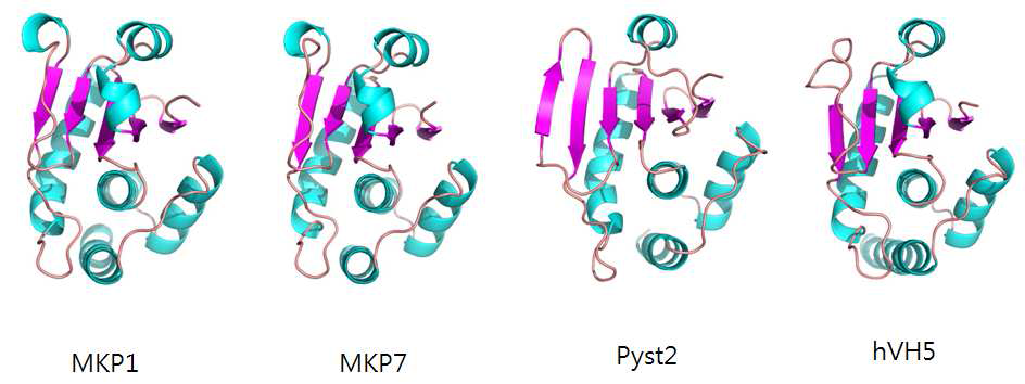 MKP1, MKP7, Pyst2, hVH5 의 삼차구조