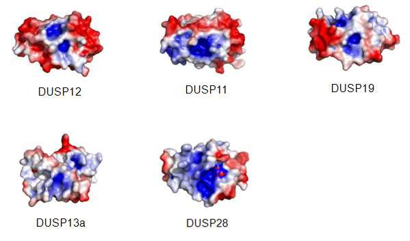 HYVH1(DUSP12), PIR1(DUSP11), SKRP1(DUSP19), BEDP(DUSP13a),VHP(DUSP28) 의 삼차구조 (electrostatic surface 그림, 활성부위시스테인을 포함한 포켓부분이 그림 중간의 positively charged potential 로 나타남)