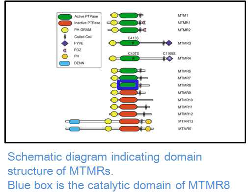 MTRM8 의 domain 구조