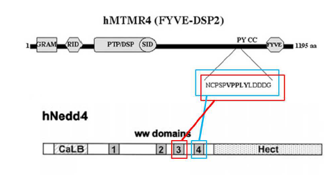 MTRM3 와 MTRM4 의 차이 분석