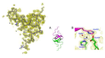 MTRM4의 PY peptide 와 NEDD4 의 WW3/WW4 domain 과의 복합체 구조 시도