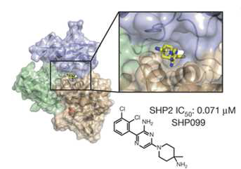 SHP2-SHP099 복합체 삼차구조를 통한 저해물질 작용 기작