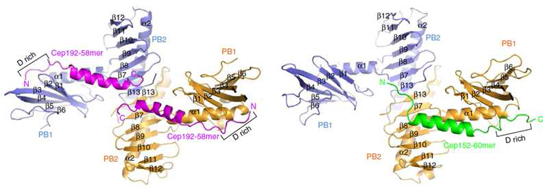 Plk4 PBD-Cep192 (좌측) 및 Plk4 PBD-Cep152 (우측) 복합체 구조