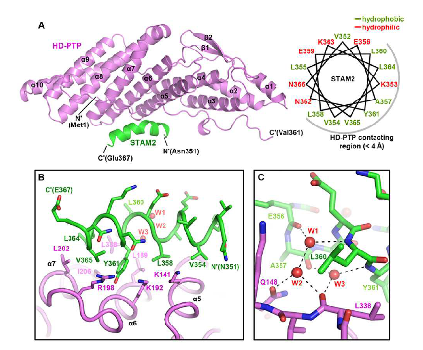 HD-PTP Bro domain-STAM2 core region 복합체 삼차구조