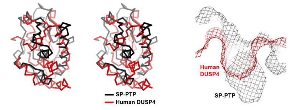 DUSP4 단백질과의 전체 구조 및 활성 포켓 비교