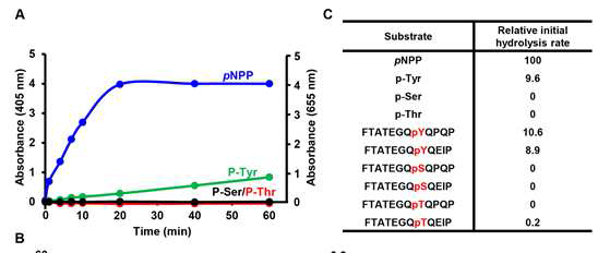 SP-PTP 효소 활성 분석