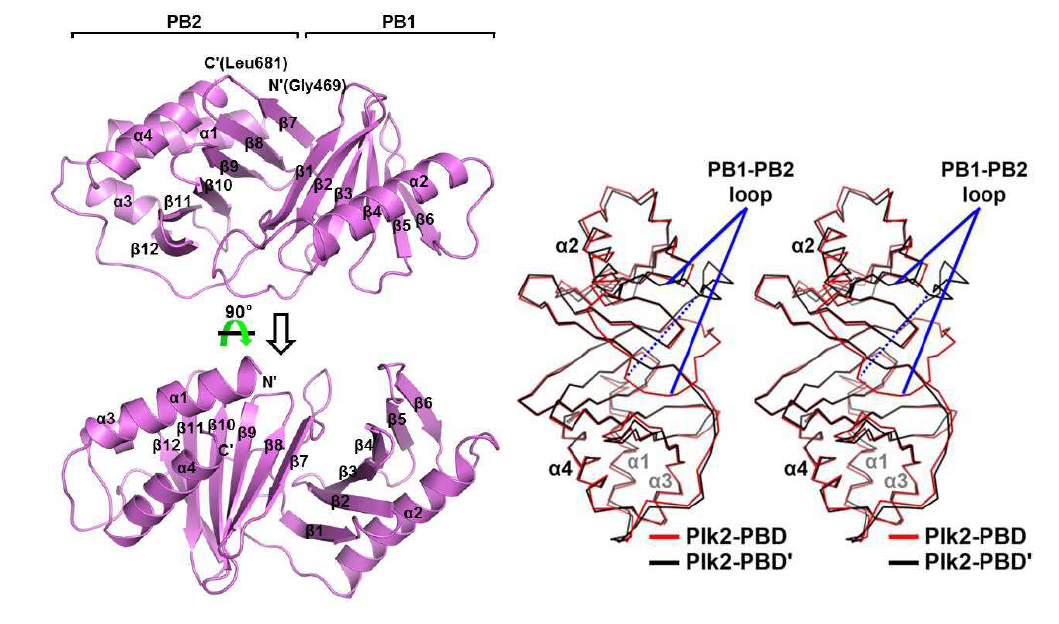 Plk2 PBD 삼차구조