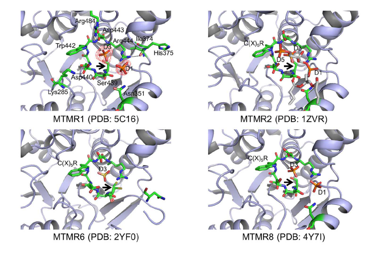 다양한 myotubularins 패밀리 단백질 구조 비교