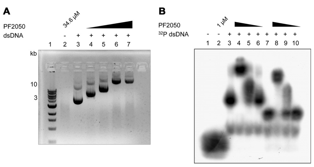 PF2050 단백질과 DNA의 결합실험