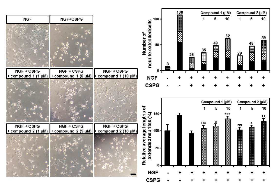 PTPσ 저해제에 의한 PC-12 신경세포 신경돌기 생장 촉진효과