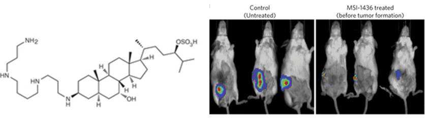 PTP1B 저해제 MSI-1436(Trodusquemine)의 구조(좌측) 및 생쥐 모델에서 암 생성 억제효과(우측)