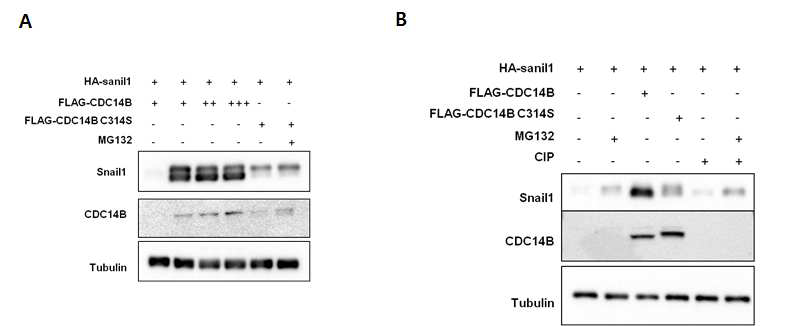 CDC14B에 의한 Snail1의 stabiltiy 및 dephosphorylation 조절