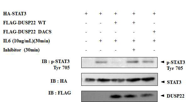 STAT3를 이용한 PTP inhibitor XIX의 PTPN2 억제 효과