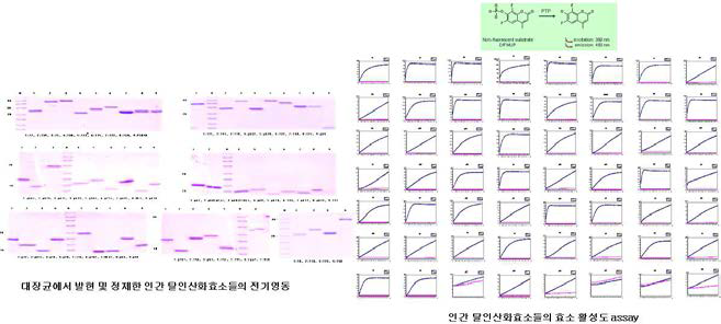 56종의 인간 PTP의 활성화도메인들의 정제 SDS-PAGE와 DiFMUP를 이용한 탈인산화 활성그래프