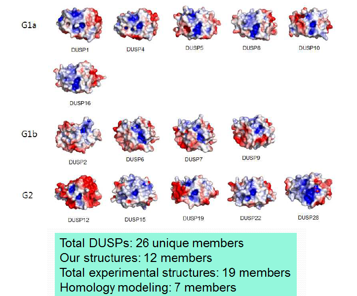 본 연구그룹에 의해 규명된 DUSP PTP구조와 패밀리차원의 전체적 분석 (일부예)