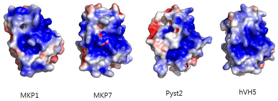 Electrostatic surface of MKP1, MKP7, Pyst2, hVH5