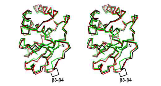 DUSP28 (green) 과 slingshot phosphatase (red), DUSP10 (black) 과의 비교