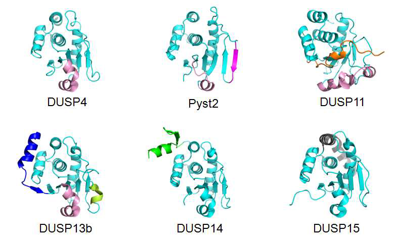 DUSP 단백질의 구조적 특성 분석
