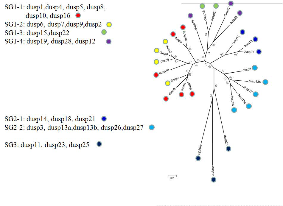DUSP 단백질의 구조적 subgroup (SG) 분류