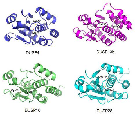 효과적으로 활성도가 복원되는 DUSP 들에 존재하는 extra cysteine