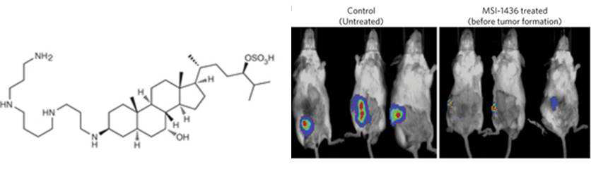 PTP1B 저해제 MSI-1436(Trodusquemine)의 구조(좌측) 및 생쥐 모델에서 암 생성 억제효과(우측)