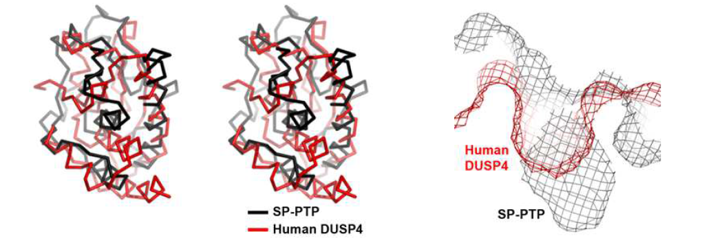 DUSP4 단백질과의 전체 구조 및 활성 포켓 비교