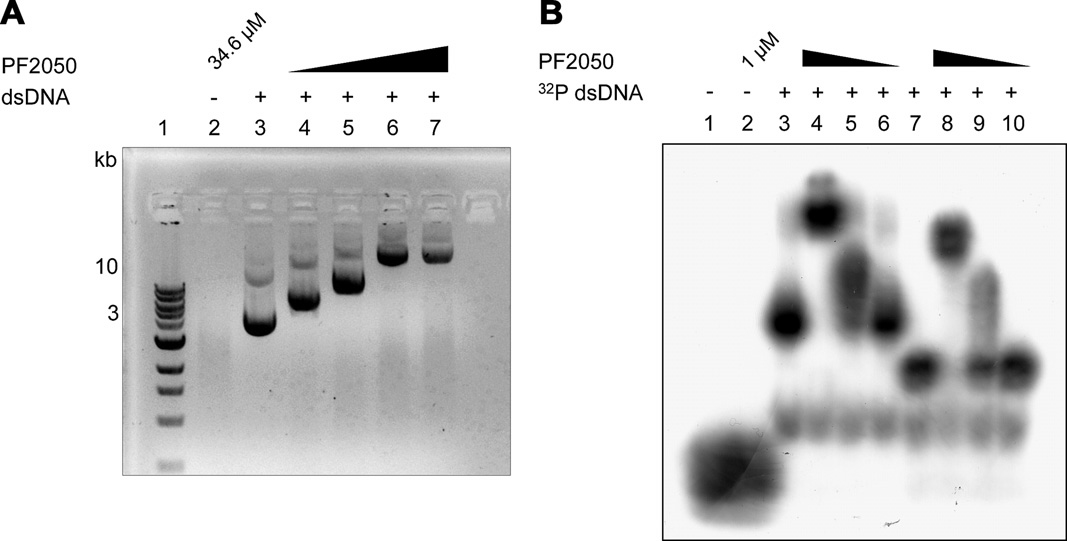 PF2050 단백질과 DNA의 결합실험