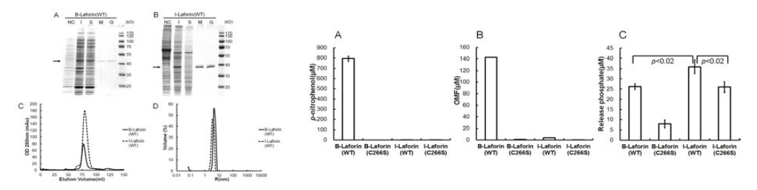 Laforin 발현 및 정제(좌측), 활성 확인 (우측)