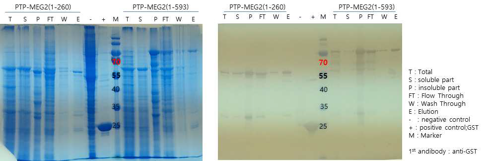 PTP-MEG2(1-260), (1-593) Sf9 cell P2 passage, 3days; expression test SDS PAGE gel, western blotting