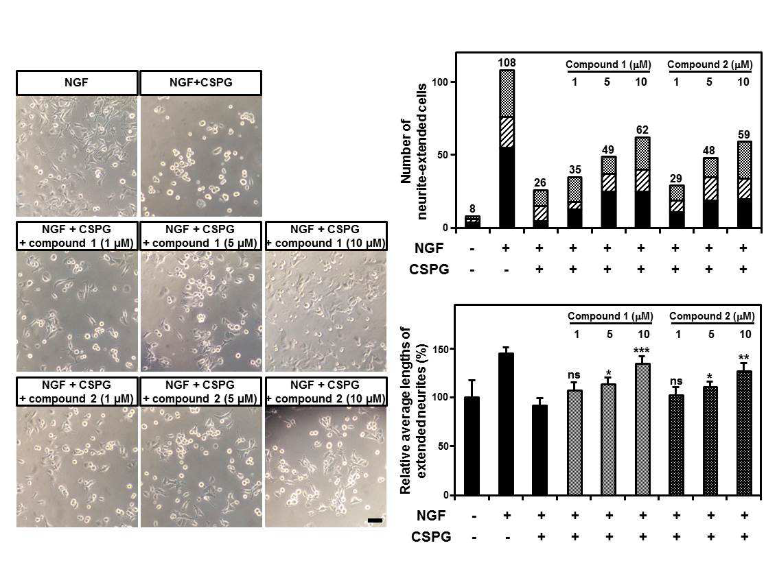 PTPσ 저해제에 의한 PC-12 신경세포 신경돌기 생장 촉진효과