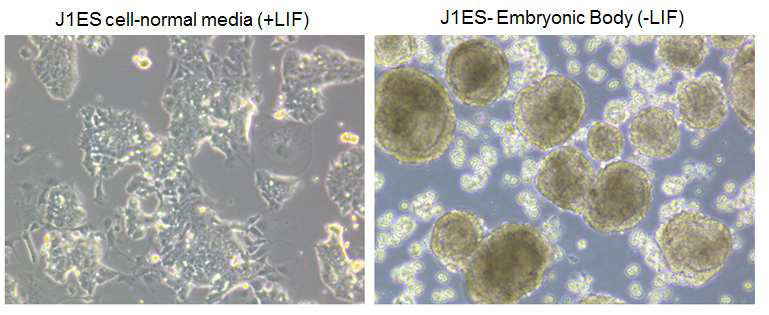 J1ES cell의 분화 억제 유도 배양과 embryonic body 형성 유도
