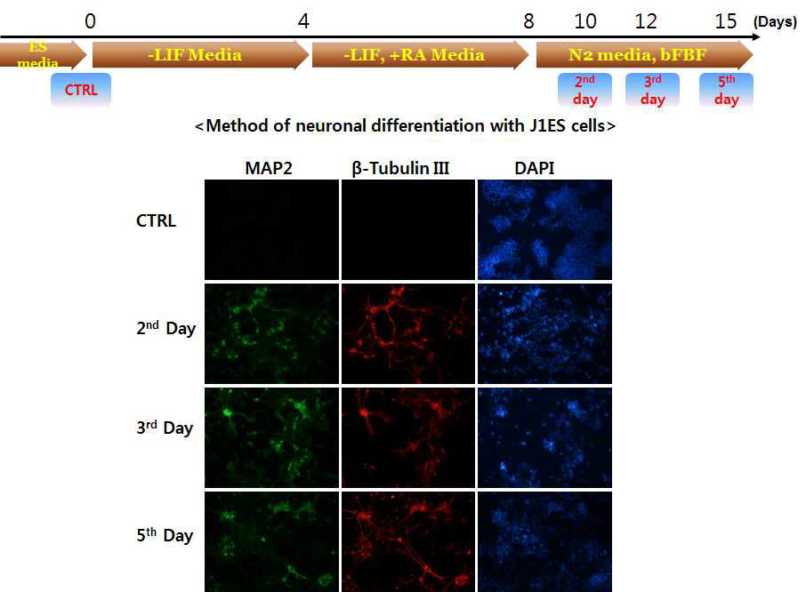 마우스 배아줄기세포로부터 신경세포로의 분화 조건 및 분화 확인