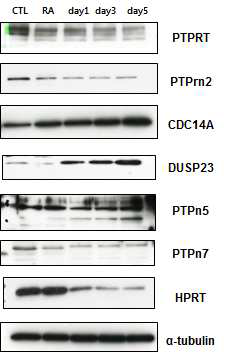 마우스 배아줄기세포의 신 경세포 분화 시 발현의 변화를 보인 PTP들의 단백질 발현 변화.