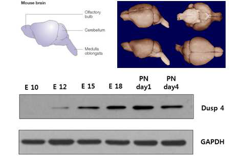 Rat의 발생과정동안 dusp4 단백질의 발현량 조사