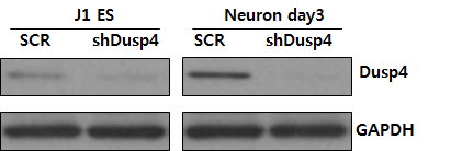 J1ES 세포의 신경세포로 분화 후 dusp4 단백질의 발 현량 조사