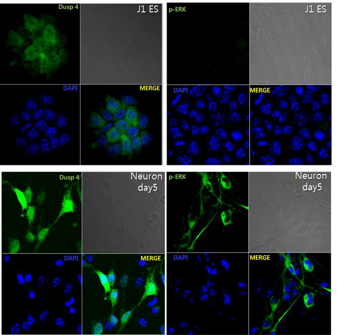 배아줄기세포 및 신경세포에서 Dusp4-GFP, phospho-ERK1/2의 세포내 localization 확인.