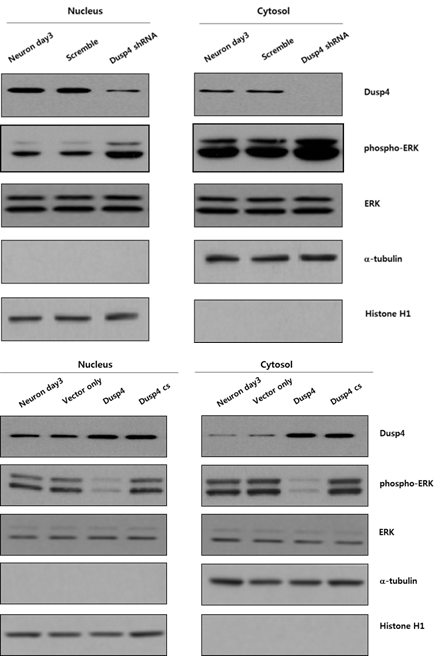 Dusp-4 knock-down 세포 및 과발현 세 포에서 세포질과 핵층으로 분리된 sample을 이용 한 dusp-4 및 ERK1/2의 발현 및 인산화 상태의 확인