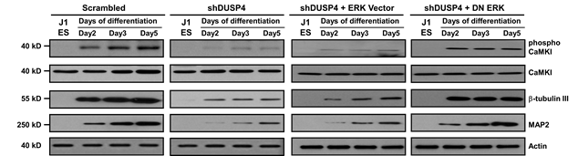Dusp4 발현 억제 세포 및 ERK1/2 과발현된 신경세포에서 CaMKI의 인산화 상태 확인