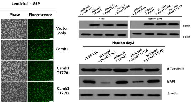 Dusp4 knock-downed J1ES 세포에 CaMKI, CaMKI T177A, CaMKI T177D 를 과발현하는 세포를 제작 후 신경세포로 분화를 유도, 신경세포 특이 단백질의 발현 을 확인