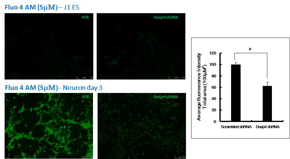 Dusp4 knock-downed J1ES 세포에서 신경세포로 분화를 유도 한 후 세포내 칼슘 농도를 측정