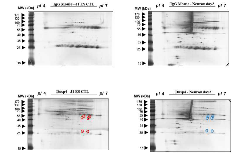 J1ES 세포를 신경세포로 분화시킨 후, dusp4 antibody를 이용, co-I.P를 수행한 후, 2-D PAGE를 이용 변화한 단백질 spot을 확인