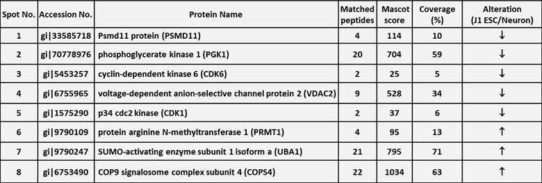 신경세포 분화 시 변화된 인산화 타이로신 단백질의 LC-MS/MS를 통한 단백질 동정