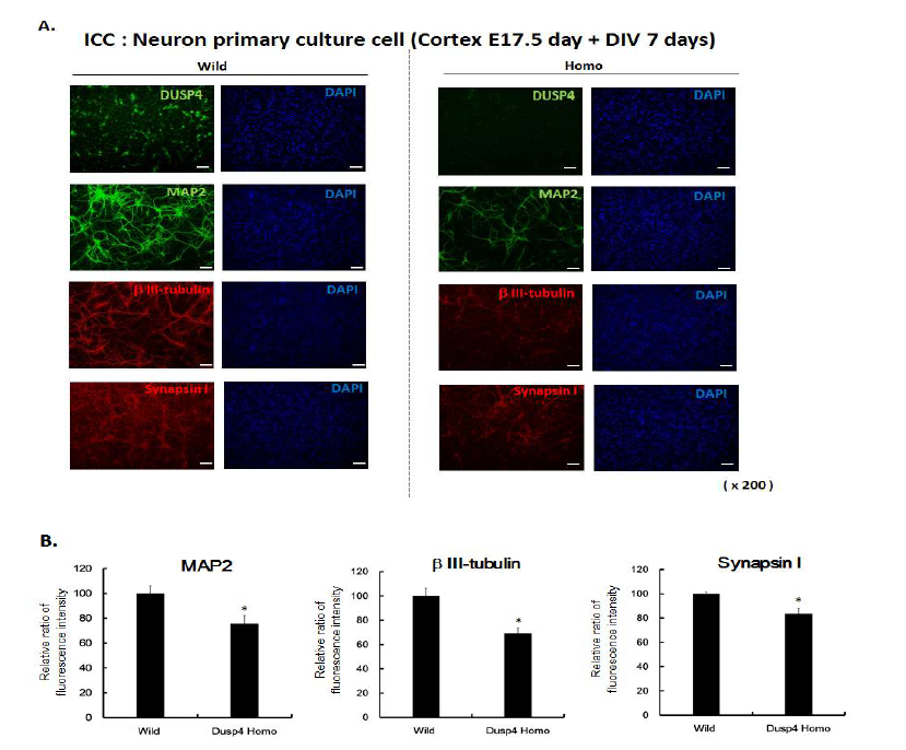 DUSP4 knock-down 마우스 태아에서 적출한 대뇌 피 질 1차 배양세포에서의 신경세포 특이 단백질 발현 확인