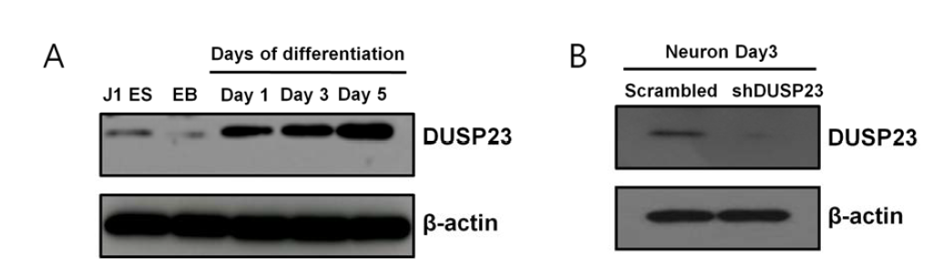 신경세로의 분화시 Dusp23 발현 변화 확인 및 dusp23-knockdown 세포에서 발현 정도 확인