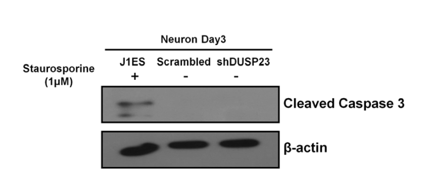 Dusp23 konckdown세포에서의 apoptosis 여부 확인