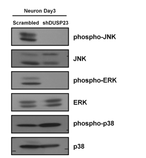 Dusp23-shRNA 발현시, 신경세포 분화 과정 에서 ERK1/2, JNK, p38의 인산화 상태 조사