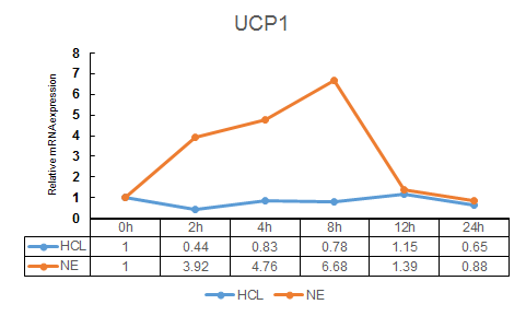 Inguinal adipocyte에서의 Norepinephrine (NE)에 따른 UCP-1 발현변화