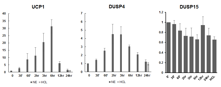 NE 처리에 따른 Inguinal adipocytes에서 DUSP4와 DUSP15의 발현 변화
