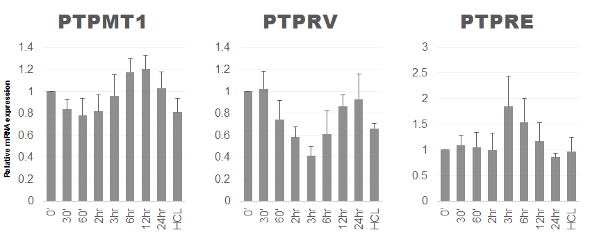NE 처리에 따른 Inguinal adipocytes에서 PTPMT1, PTPRV, PTPRE의 발현 변화 모니터링