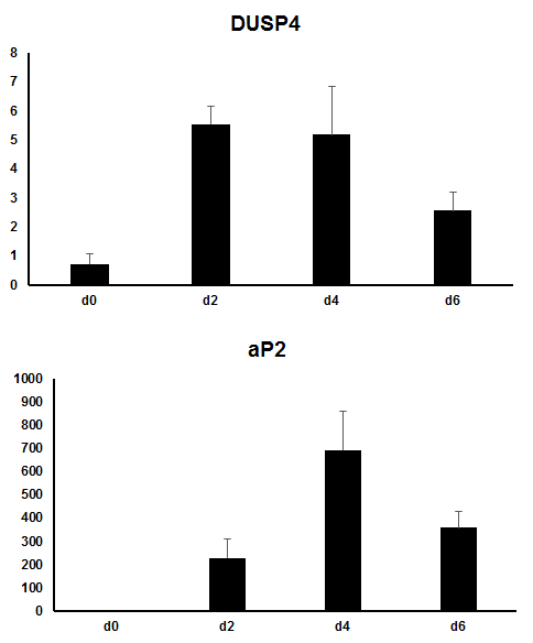 Inguinal preadipocyte의 분화과정동안 DUSP4의 발현변화